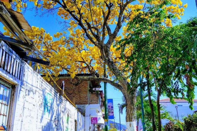 Biólogas del CUCosta identifican que un tercio de los árboles de Puerto Vallarta son de especies introducidas
