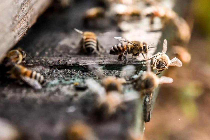 Apicultores, agricultores y gobierno deben de trabajar de manera conjunta para proteger a las abejas