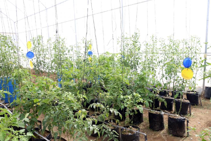 Falta legislación para normar el uso de plásticos en la agricultura