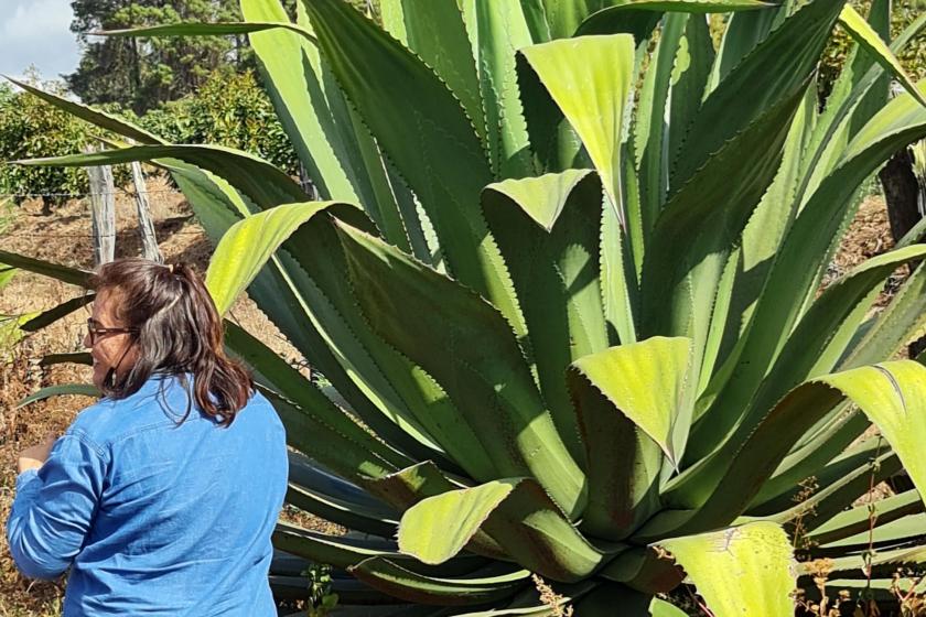 Impulsan parcelas agroecológicas en el Sur de Jalisco
