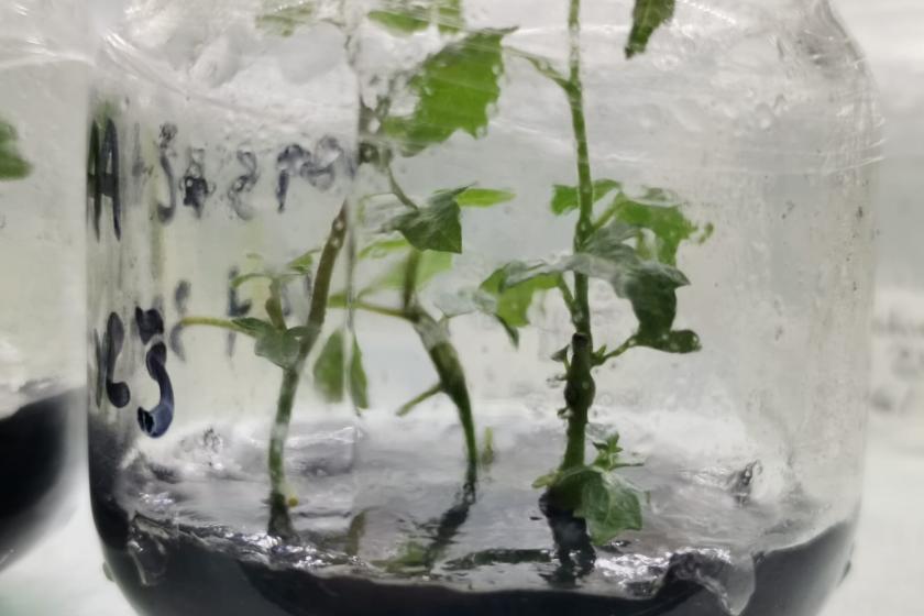 Proyectos biotecnológicos para hacer resistentes cultivos a las sequías