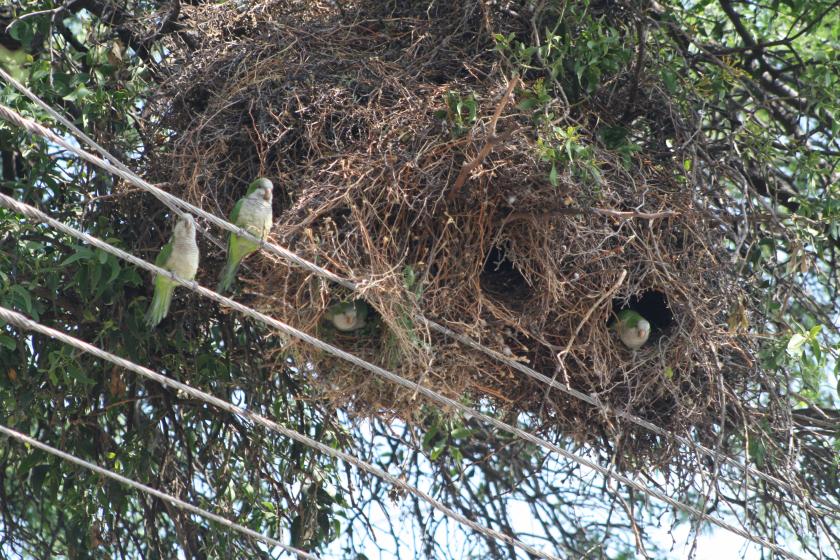 clamidia en cotorras