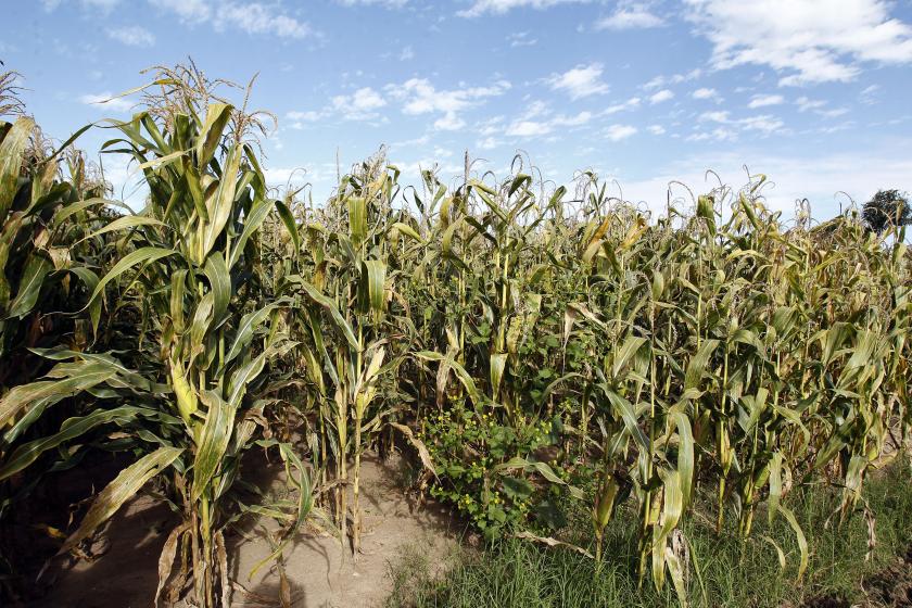 Acelera cambio climático plagas 