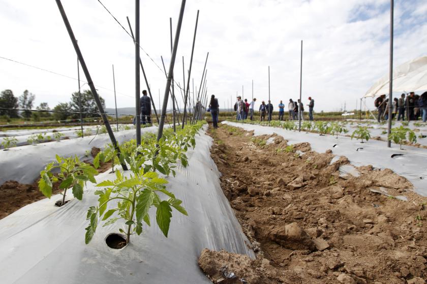 Acelera cambio climático plagas 