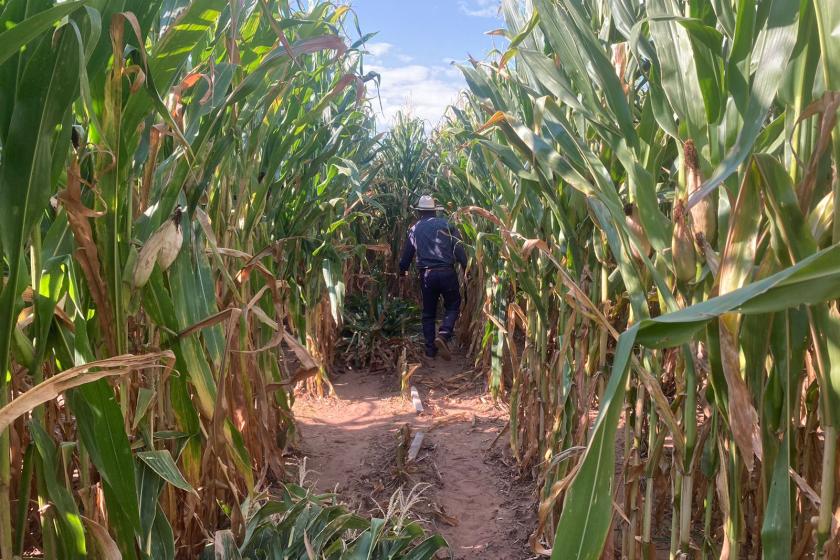 producción ganadera 