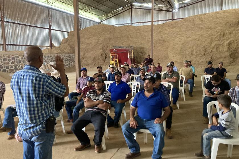 producción ganadera 