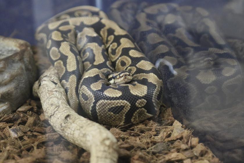 Mi Historia es Natural