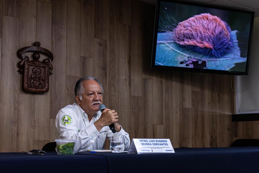 oruga peluche en Jalisco