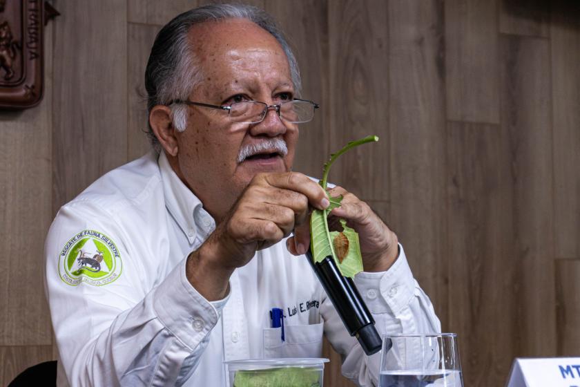 oruga peluche en Jalisco