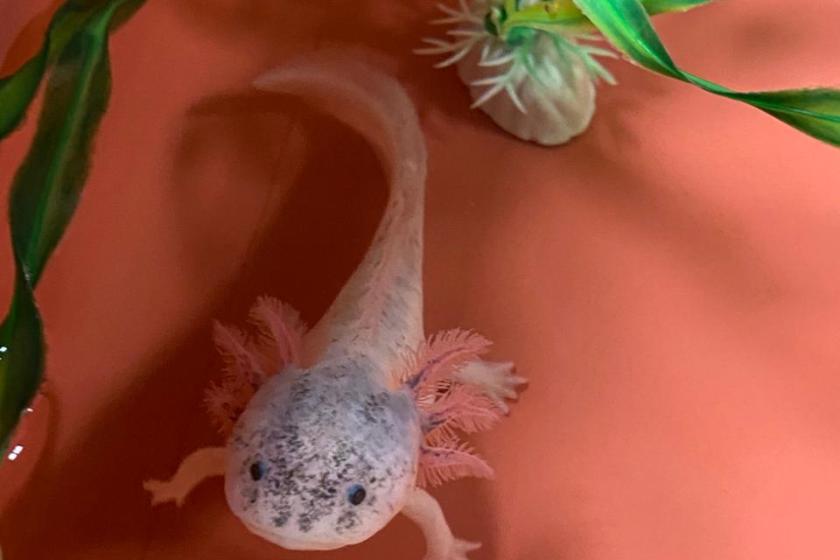 Laboratorio de Calidad de Agua y Acuicultura Experimental 