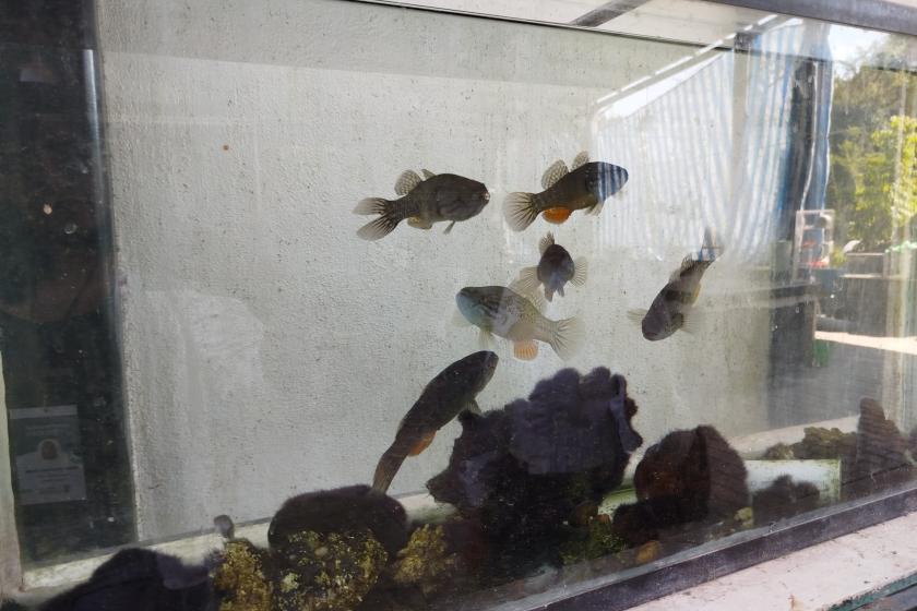 Laboratorio de Calidad de Agua y Acuicultura Experimental Laboratorio de Calidad de Agua y Acuicultura Experimental 