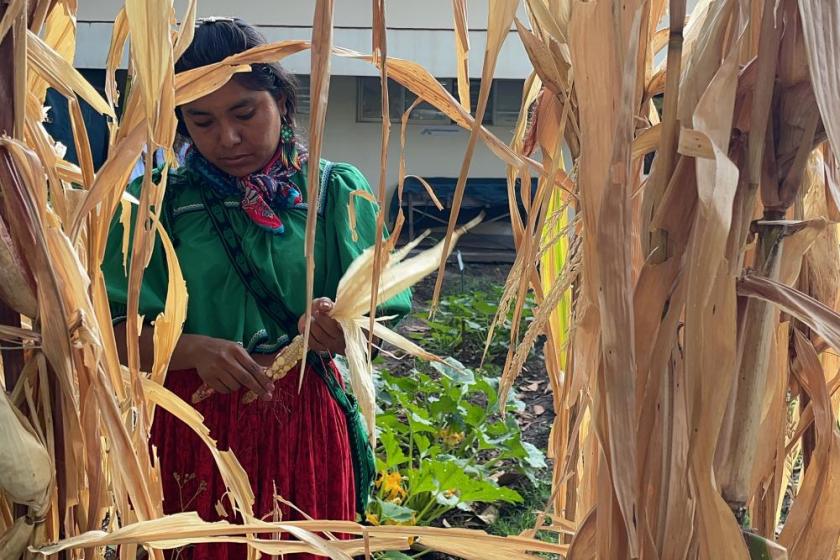 Laboratorio de Agroecología Intercultural para la Salud