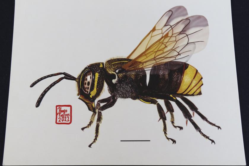 especies polinizadoras