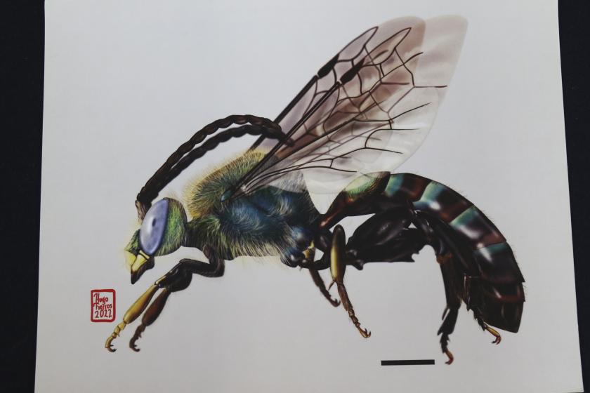 especies polinizadoras