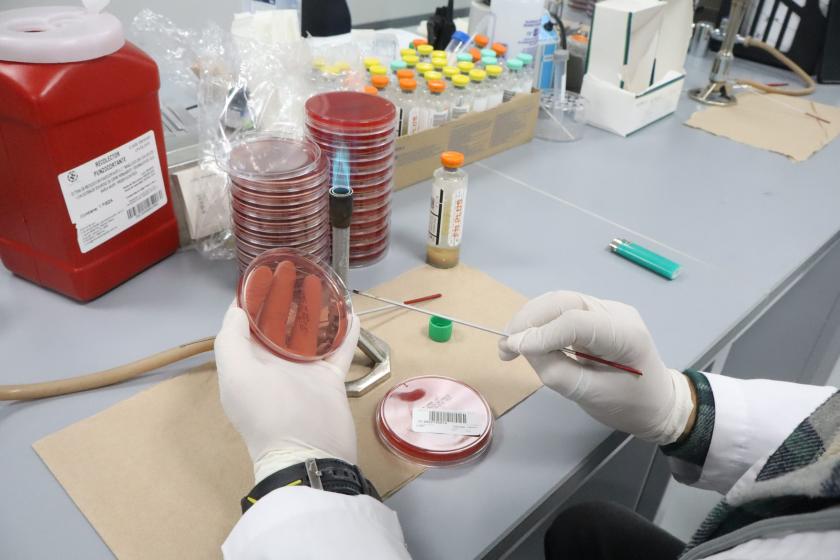hemocultivos