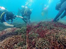 Malas prácticas de buceo impactan en ecosistemas marinos