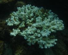 coral de Islas Marietas
