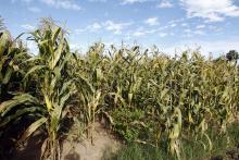 Acelera cambio climático plagas 