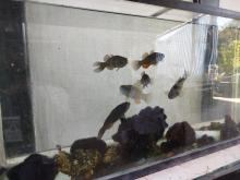 Laboratorio de Calidad de Agua y Acuicultura Experimental Laboratorio de Calidad de Agua y Acuicultura Experimental 