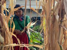 Laboratorio de Agroecología Intercultural para la Salud