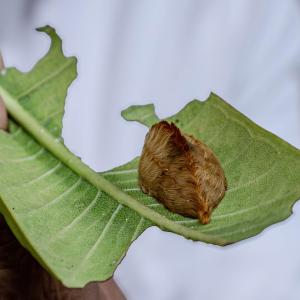 oruga peluche en Jalisco